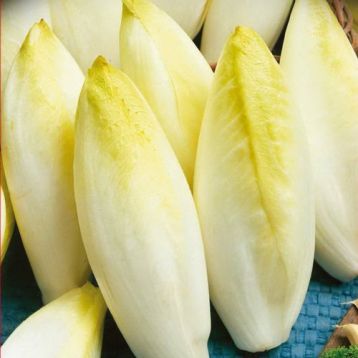 Витлуф семена салата радиччио - Семена Украины, купить в интернет-магазинеСупермаркет Семян