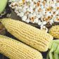 Вулкан насіння кукурдзи попкорн (Семена Украины)
