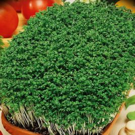 Кучерявый семена кресс-салата среднераннего 20-30дн. зел. (Семена Украины)