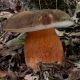 Белый гриб темно-бронзовый мицелий (УкрМицелий)