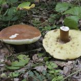 Каштановый гриб (Гиропорус каштановый, Заячий гриб, Песочный гриб, Каштановик) мицелий (УкрМицелий)