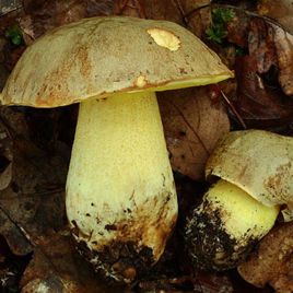 Полубелый гриб (Боровик желтый) мицелий (УкрМицелий)
