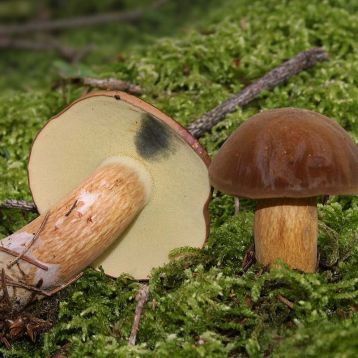 Польский гриб (Моховик каштановый) мицелий (УкрМицелий)