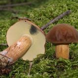 Польский гриб (Моховик каштановый) мицелий (УкрМицелий)