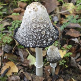 Чернильный гриб (Навозник белый) мицелий (УкрМицелий)
