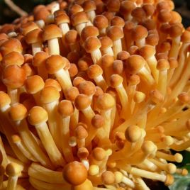 Энокитаке (японский опенок, зимний японский гриб) мицелий (УкрМицелий)