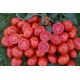 1311 F1 насіння томата дет. середнього злив. 85-95гр (Lark Seeds)