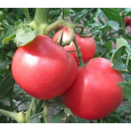1804 F1 насіння томата індетермінантного (Lark Seeds)