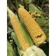 1801 F1 семена кукурузы суперсладкой Sh2 ранней 74-77дн. 25см (Lark Seeds)
