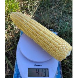 1805 F1 семена кукурузы суперсладкой Sh2 средней 75-78дн. 26см (Lark Seeds)