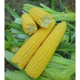 1860 F1 семена кукурузы суперсладкой Sh2 ранней 73-75дн. 25см (Lark Seeds)
