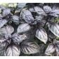 Виолет Кинг семена базилика фиолетового (Lark Seeds)