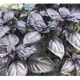 Виолет Кинг семена базилика фиолетового (Lark Seeds)