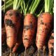 Йорк F1 (1,8-2) насіння моркви Шантане середньої (Lark Seeds)