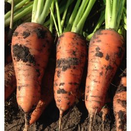 Йорк F1 (1,8-2) семена моркови Шантане средней (Lark Seeds)