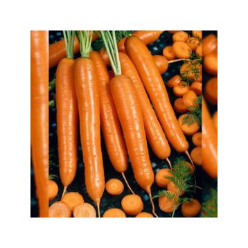 AGX 16-40 F1 семена моркови тип Нантес 105-110 дн. 18-20см (Agri Saaten)
