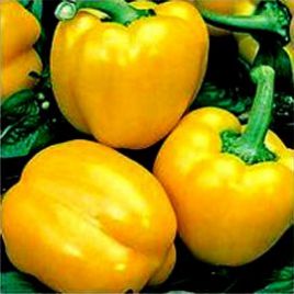 Ріана F1 насіння перцю солодкого 180 гр 7х9 см 6 мм жовт. (Agri Saaten)