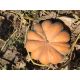 Прованс Мускатель насіння гарбуза середнього 110-115 дн. 6-8 кг (Agri Saaten)
