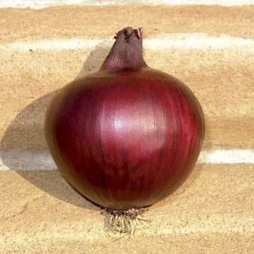 Ред Мех F1 насіння цибулі ріпчастої середньої 115-120 дн. червоної (Isi Sementi)
