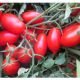 Каваліно Россо F1 (Cavalino Rosso F1) насіння томата дет. тип Міні Сан Марцано середнього 35 гр. (Seminis)