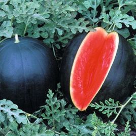 Красень семена арбуза раннего 65-75дн. окр. 3-4кг темно.-зел. (Семена Украины)