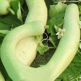 Білі змії насіння гарбуза кущового (Яскрава)