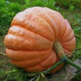 Стофунтовка насіння гарбуза середньо-пізнього 112-140 дн 10-20 кг окр-припл (Яскрава)