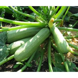 Малюк насіння кабачка раннього 45-47 дн 20 см куст (Яскрава)