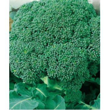 Тонус насіння капусти брокколі ранньої 80-90 дн 200-250 гр (Яскрава)