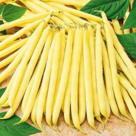 Жовта насіння фасоль спаржевої середньої 12-14 см (Яскрава)