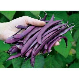 Фіолетова насіння фасоль спаржева середньої 12-14 см (Яскрава)