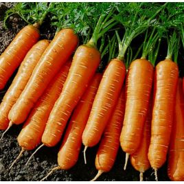 Артек семена моркови (Яскрава)