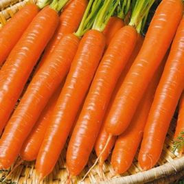 Вітамінна насіння моркви середньої 80-100 дн 15-19 см 80-165 гр (Яскрава)