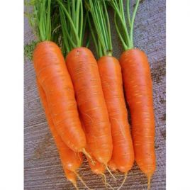 Яскрава насіння моркви (Яскрава)