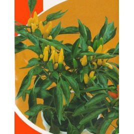 Руминьський жовтий насіння перцю гострого (Яскрава)