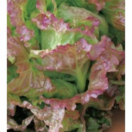 Тренто червоний насіння салату середнього 57 дн 300-400 гр 25 см кочан (Яскрава)
