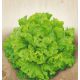 Австралійський насіння салату середнього 60-70 дн 300-350 гр полукочан зел (Яскрава)