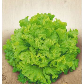 Австралійський насіння салату середнього 60-70 дн 300-350 гр полукочан зел (Яскрава)