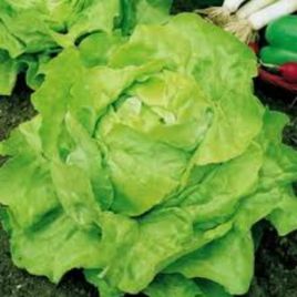 Берлінський жовтий насіння салату середнього 55-75 дн 150-250 гр кочан зел (Яскрава)