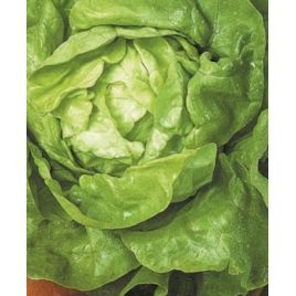 Верна насіння салату середньоо 70-75 дн до 900 гр кочан зел (Яскрава)