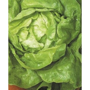 Верна насіння салату середньоо 70-75 дн до 900 гр кочан зел (Яскрава)