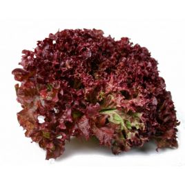 Ред Кредо насіння салату (Яскрава)