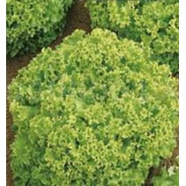 Снежинка семена салата раннего 20-25 дн. 20-25 см лист. зел. (Яскрава)