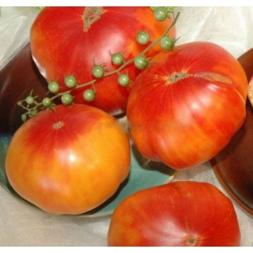 Армянский семена томата индет. среднего 400-450 гр. окр. оранж. (Яскрава)