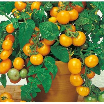 Балконне Диво Золоте насіння томату раннього (Яскрава)