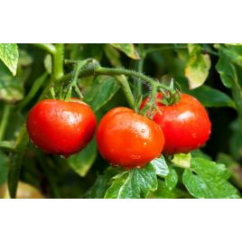 Білий налив насіння томату раннього (Яскрава)