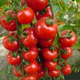 Виноградный семена томата индет. раннего 100-110 дн. 15-30 гр. окр. (Яскрава)
