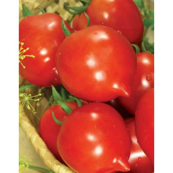 Томат Гибрид Тарасенко семена томата Яскрава [ индетерминантный, среднеранний] - купить, цена в Супермаркет Семян