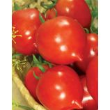 Гибрид Тарасенко семена томата индет. среднего 110-112 дн. 80-87 гр. окр. с носик. (Яскрава)