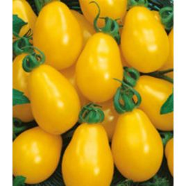 Груша желтая семена томата индет. среднего 110-115 дн. 50-80 гр. желт. груш. (Яскрава)